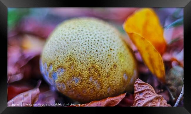 Common Earth Ball  Framed Print by GJS Photography Artist