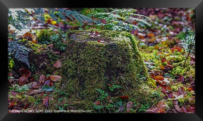 Tree Stump with Green Hair! Framed Print by GJS Photography Artist