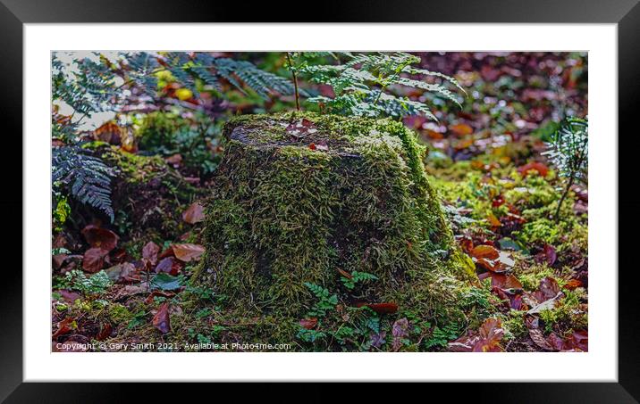 Tree Stump with Green Hair! Framed Mounted Print by GJS Photography Artist