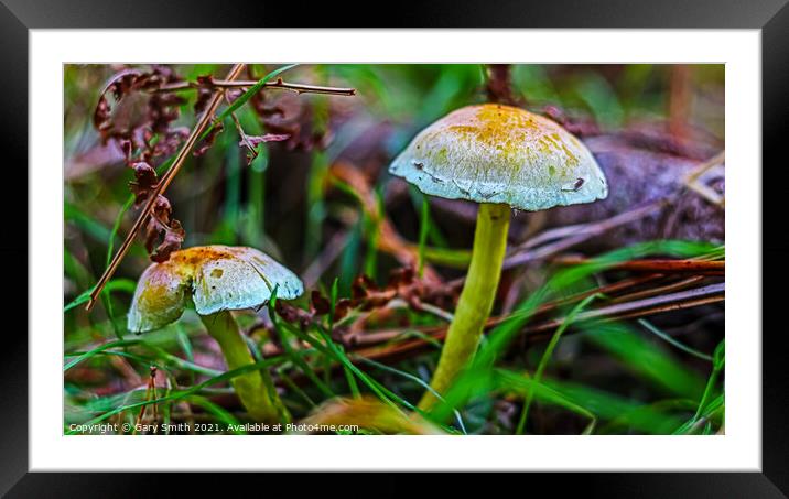 Splash of Colour Framed Mounted Print by GJS Photography Artist