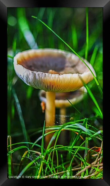 The Ivory Funnel  Framed Print by GJS Photography Artist
