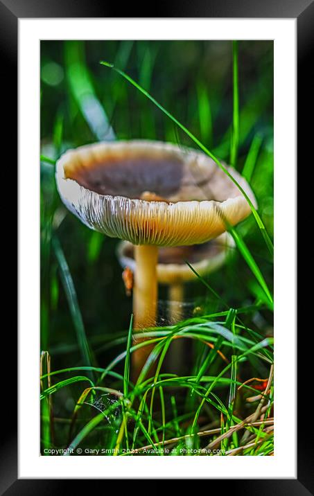 The Ivory Funnel  Framed Mounted Print by GJS Photography Artist