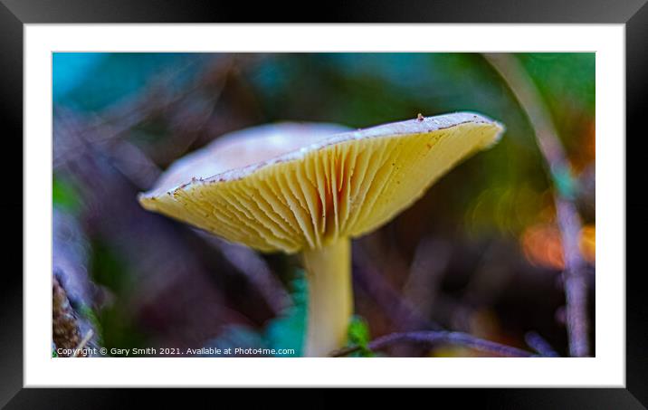 Ivory Funnel Framed Mounted Print by GJS Photography Artist