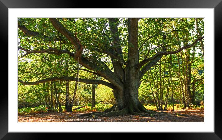 Old Oak with Swing Framed Mounted Print by GJS Photography Artist