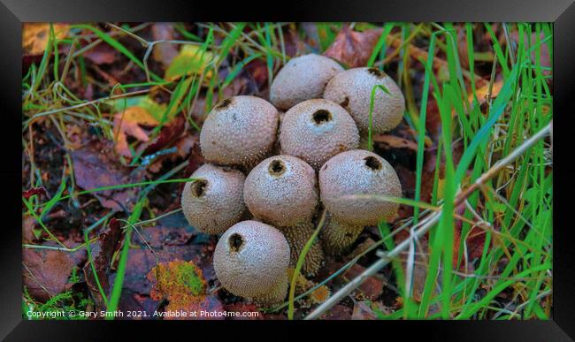 Common Puffballs in HDR Framed Print by GJS Photography Artist