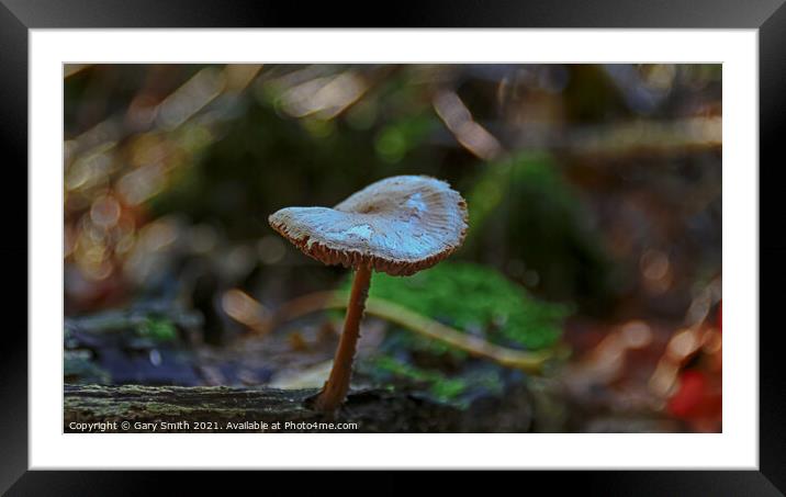 Detailed Mushroom Fungi on Stump Framed Mounted Print by GJS Photography Artist