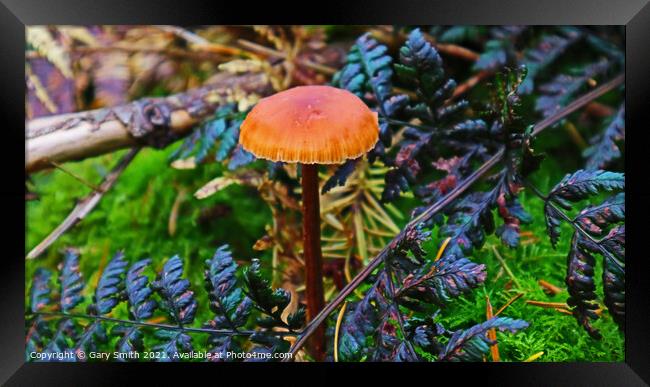 Orange Pleated Mushroom Framed Print by GJS Photography Artist