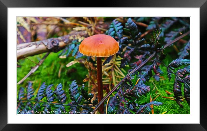 Orange Pleated Mushroom Framed Mounted Print by GJS Photography Artist