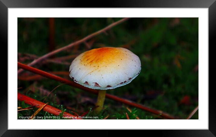 Signs on the Mushroom Framed Mounted Print by GJS Photography Artist