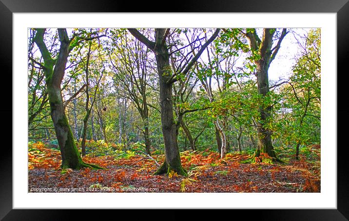 Colours of Autumn  Framed Mounted Print by GJS Photography Artist