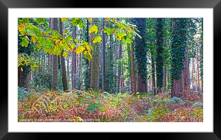 Trees and Ferns Framed Mounted Print by GJS Photography Artist