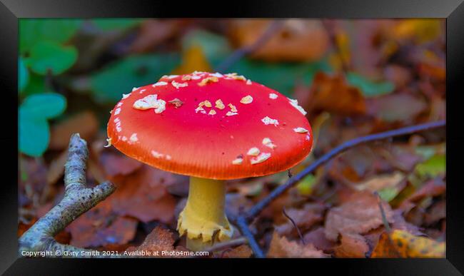 Fly Agaric (Alice in Wonderland) HDR Framed Print by GJS Photography Artist