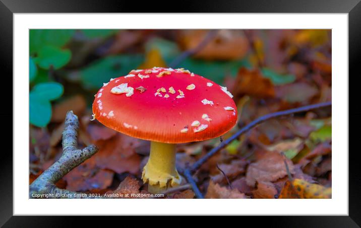 Fly Agaric (Alice in Wonderland) HDR Framed Mounted Print by GJS Photography Artist