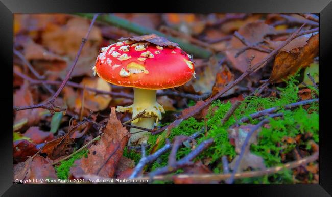 Fly Agaric (Alice in Wonderland) in Leaves Framed Print by GJS Photography Artist