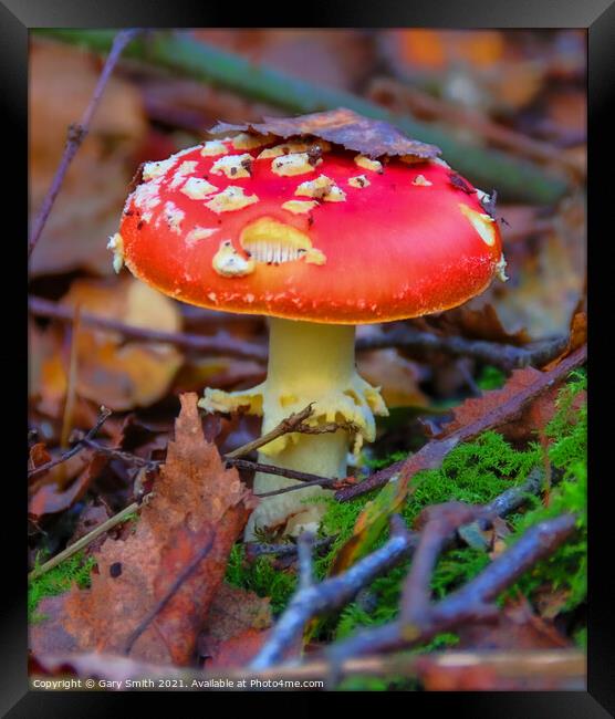 Fly Agaric (Alice in Wonderland) Closeup Framed Print by GJS Photography Artist
