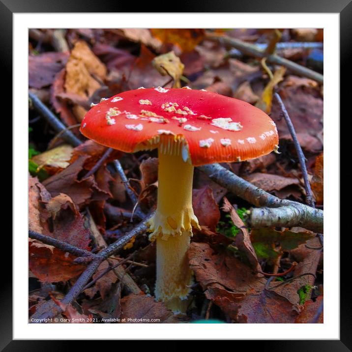 Fly Agaric (Alice in Wonderland) in HDR Framed Mounted Print by GJS Photography Artist