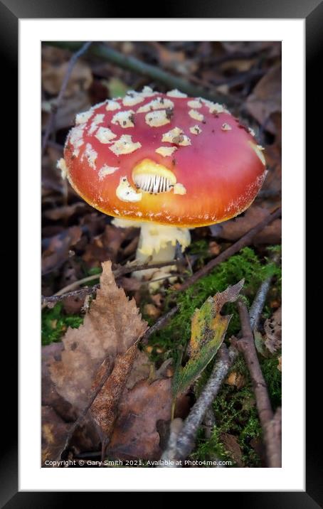 Fly Agaric (Alice in Wonderland) Holy Framed Mounted Print by GJS Photography Artist