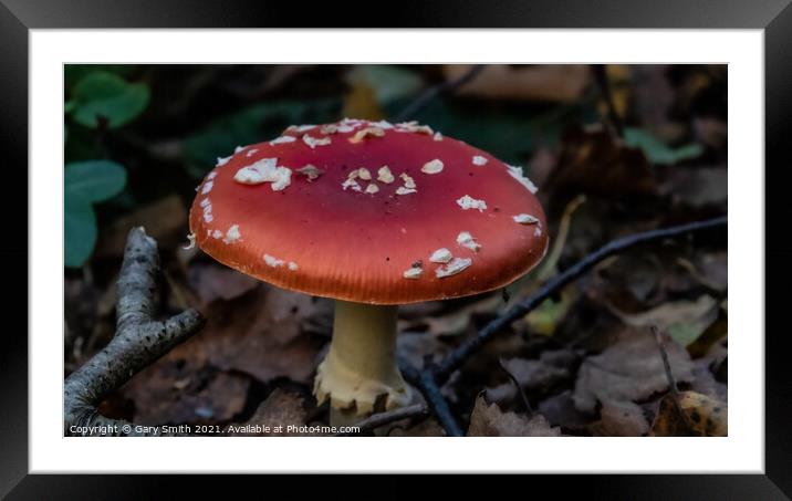 Fly Agaric (Alice in Wonderland) Closeup Framed Mounted Print by GJS Photography Artist