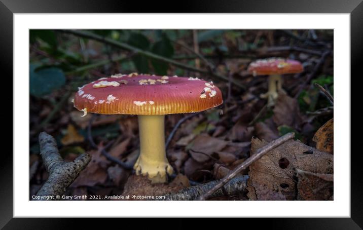 Fly Agaric (Alice in Wonderland) x2  Framed Mounted Print by GJS Photography Artist