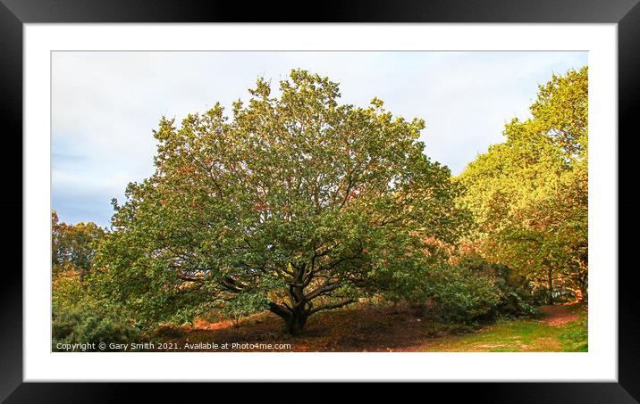 Scyamore Tree in Full Glory Framed Mounted Print by GJS Photography Artist