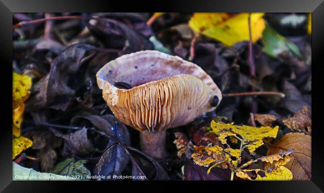 Slugs having Mushroom Omlete Framed Print by GJS Photography Artist