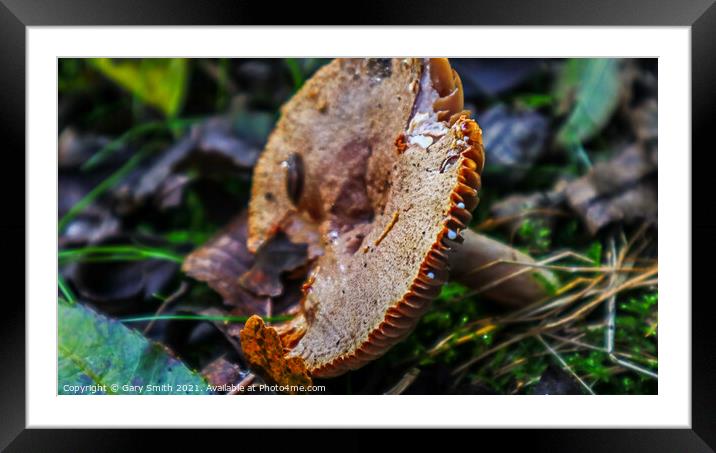 Leaning Tower of Mushroom Framed Mounted Print by GJS Photography Artist