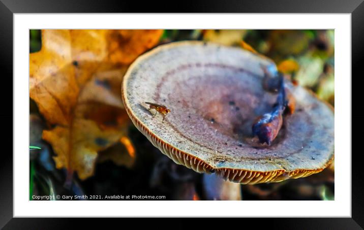 Bug on Colourful Fungi Framed Mounted Print by GJS Photography Artist