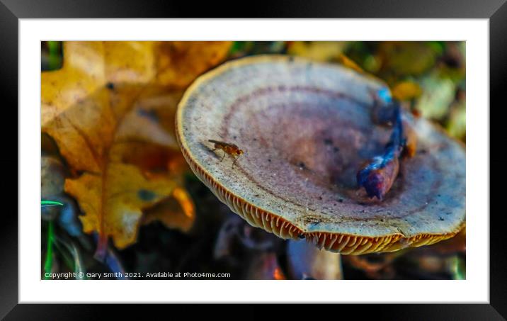 Bug on Colourful Fungi Framed Mounted Print by GJS Photography Artist