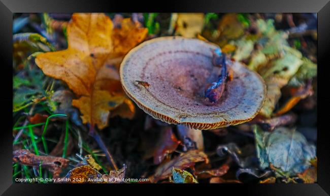 Bug on a Fungi in a Wood in Leaves Framed Print by GJS Photography Artist