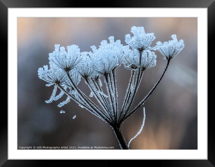 Pretty Frost Framed Mounted Print by GJS Photography Artist