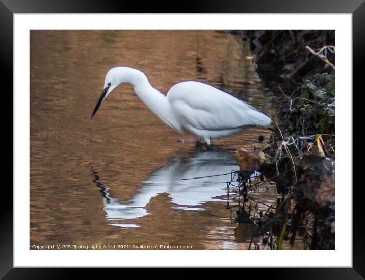 Egret Fishing Framed Mounted Print by GJS Photography Artist