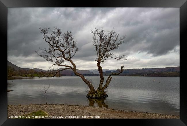 The Tree In Ullswater  Framed Print by GJS Photography Artist