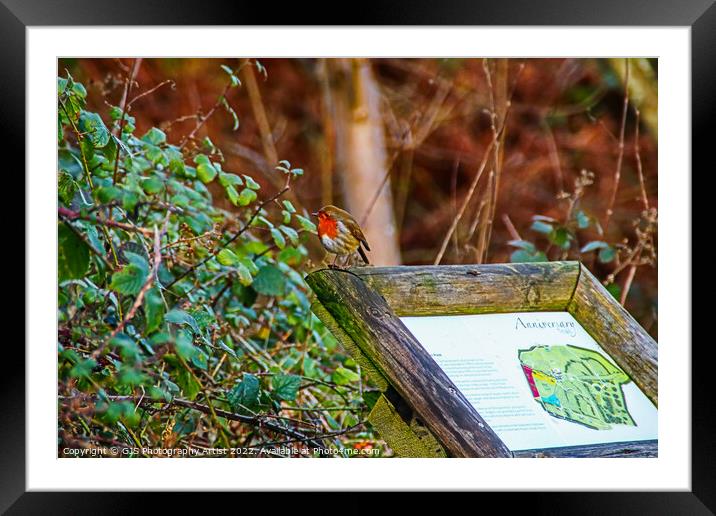 Robin Sits on Signage Framed Mounted Print by GJS Photography Artist