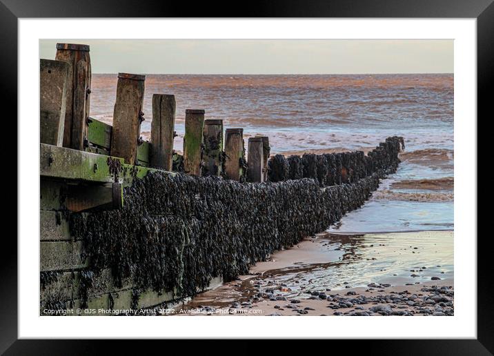 Seaweed on the Groins Framed Mounted Print by GJS Photography Artist