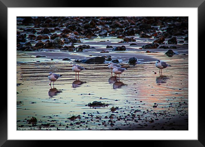 Seagulls Reflecting Framed Mounted Print by GJS Photography Artist