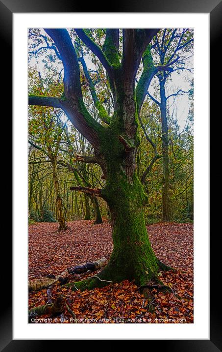 Sole Survivor Framed Mounted Print by GJS Photography Artist