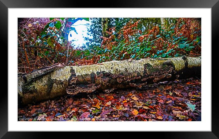 Autumn Fallen Framed Mounted Print by GJS Photography Artist