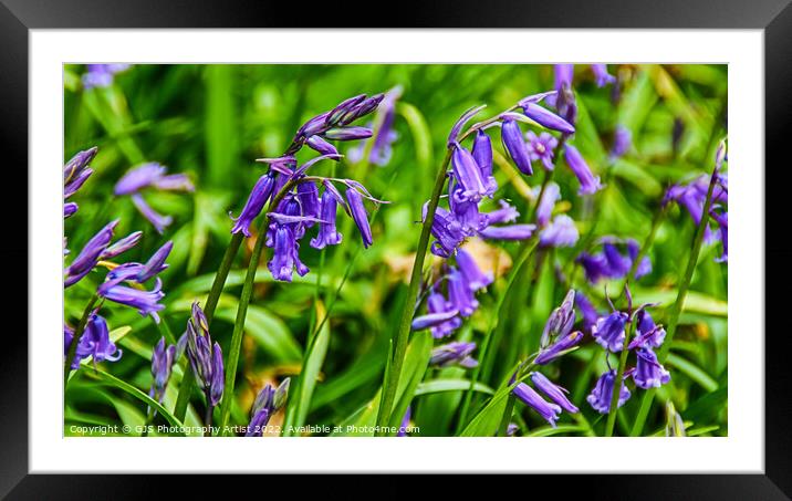 Bluebells in Spring Framed Mounted Print by GJS Photography Artist