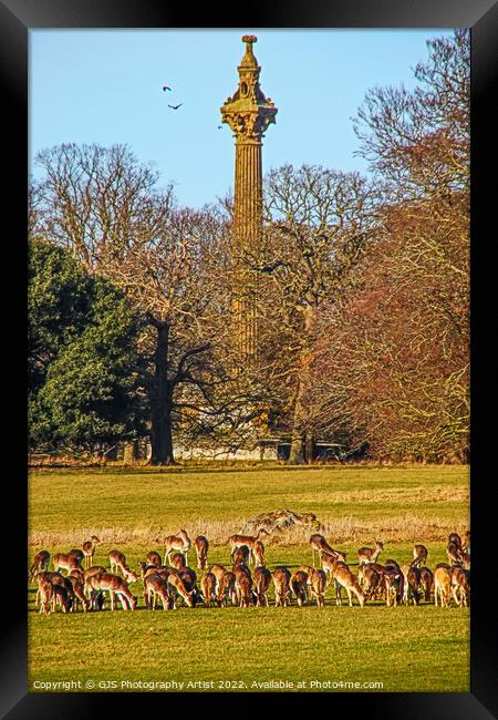 Deer Feeding at Holkham Hall Framed Print by GJS Photography Artist