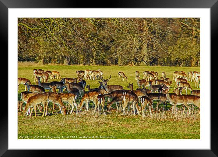 The Young Stag is Watching Framed Mounted Print by GJS Photography Artist