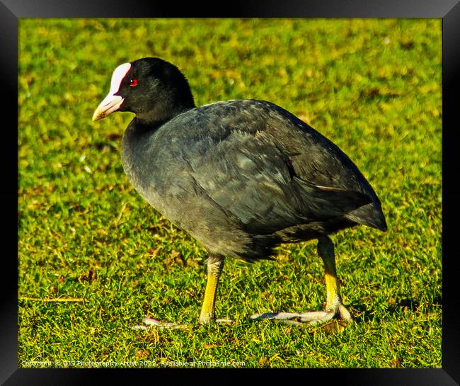 Moorhen out of Water Framed Print by GJS Photography Artist