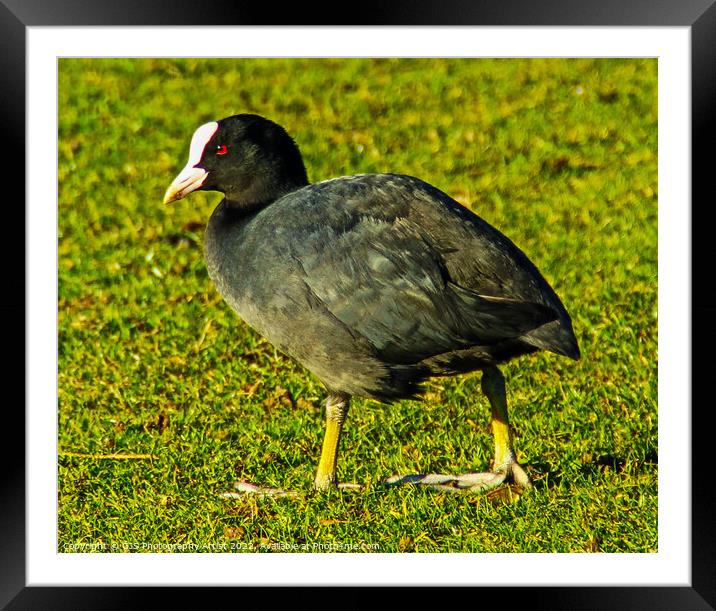 Moorhen out of Water Framed Mounted Print by GJS Photography Artist