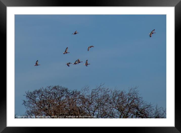 I see Geese Framed Mounted Print by GJS Photography Artist