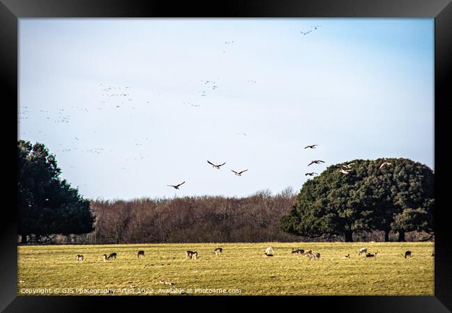 Coming Into Land Framed Print by GJS Photography Artist