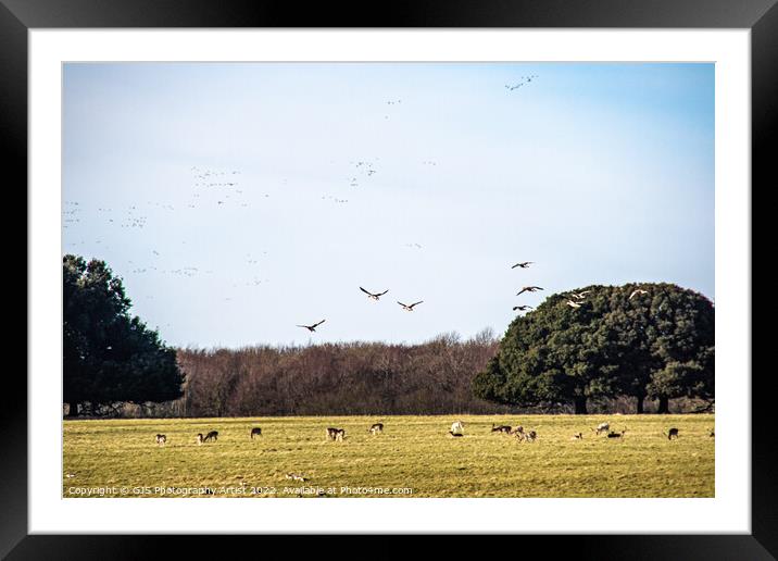 Coming Into Land Framed Mounted Print by GJS Photography Artist