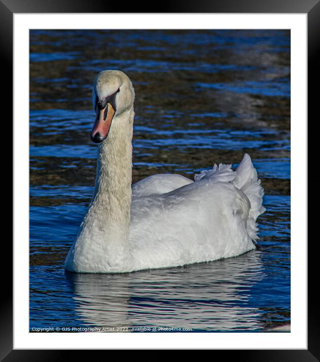 Swan keeping Eyes on Me Framed Mounted Print by GJS Photography Artist