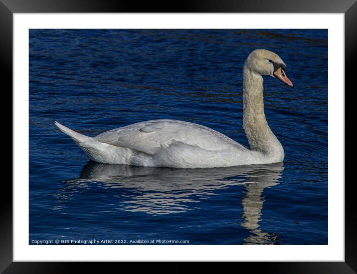 Swan Reflections Framed Mounted Print by GJS Photography Artist