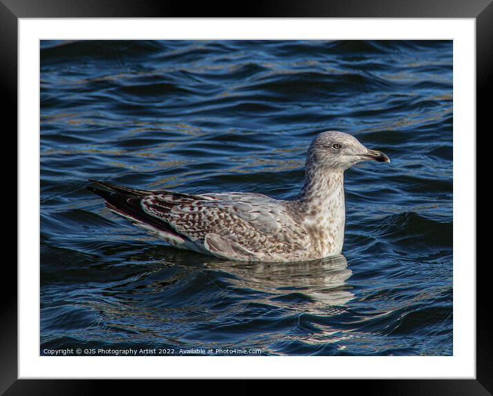 Gull Chick Framed Mounted Print by GJS Photography Artist