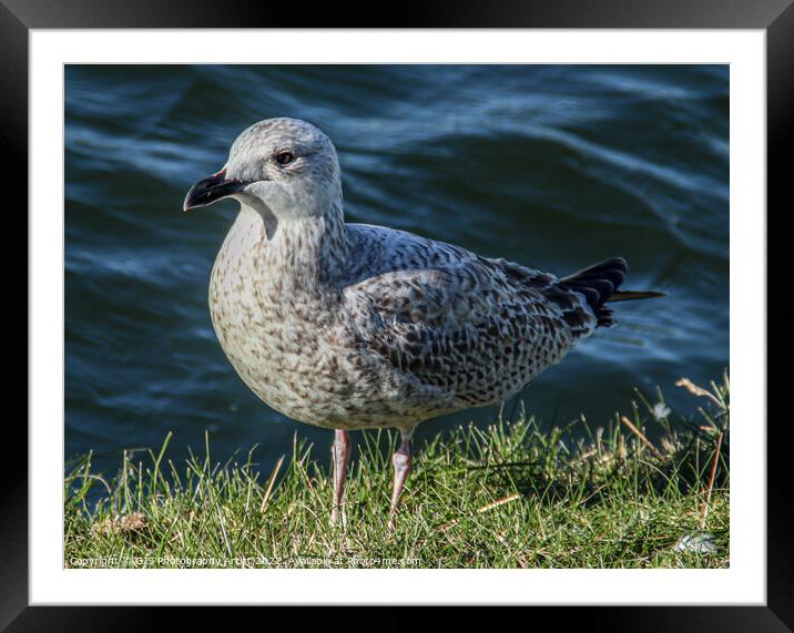 Chick  Seagull Framed Mounted Print by GJS Photography Artist