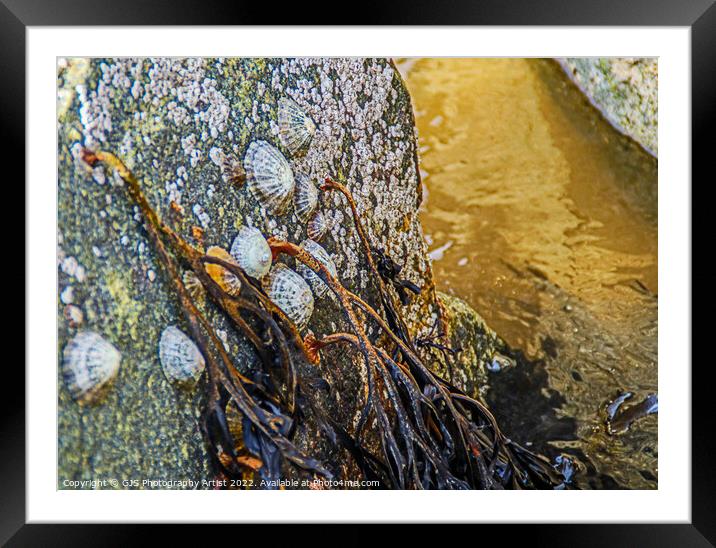 Barnicles and Limpets and Seaweed Framed Mounted Print by GJS Photography Artist